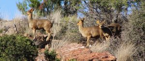 Breeders of Blue Duiker and Klipspringer in the Eastern Cape