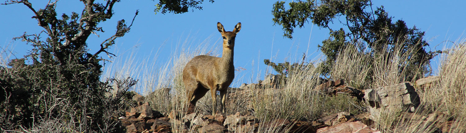 Vaalkop Game Ranch