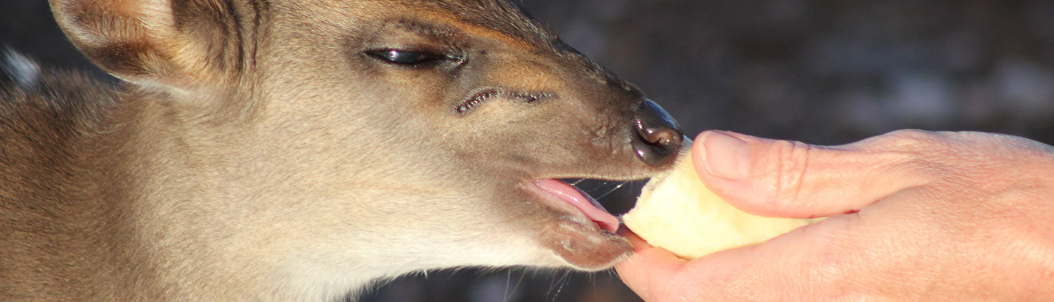 Small Game Breeders
