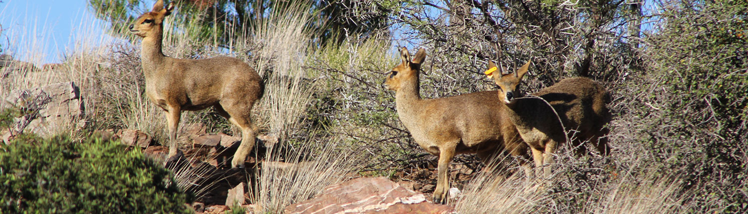 Small Game Breeders